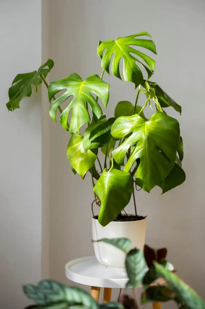 Le Migliori Piante da Interno a Bassa Manutenzione 9 Monstera deliciosa , pianta da interno