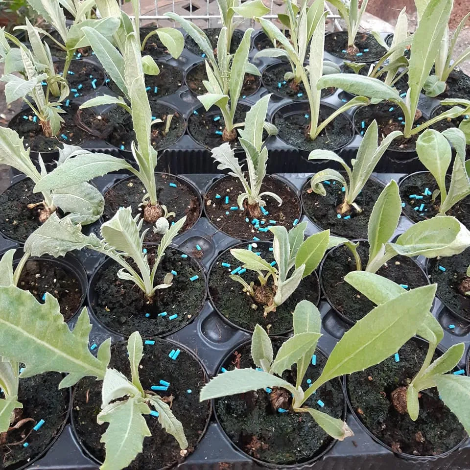 Coltivare Carciofi in Orto o in Vaso: Guida Completa 1 Giovani piantine di carciofo in alveoli da vivaio pronte per il trapianto – coltivazione da seme
