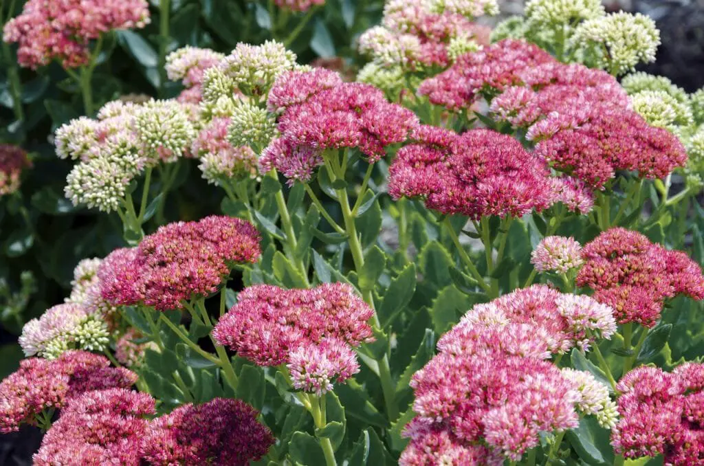 Piante Resistenti alla Siccità: Quali Scegliere e Perché 15 Sedum spectabile