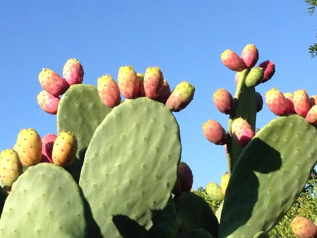Piante Resistenti alla Siccità: Quali Scegliere e Perché 17 Opuntia (fico d’India)