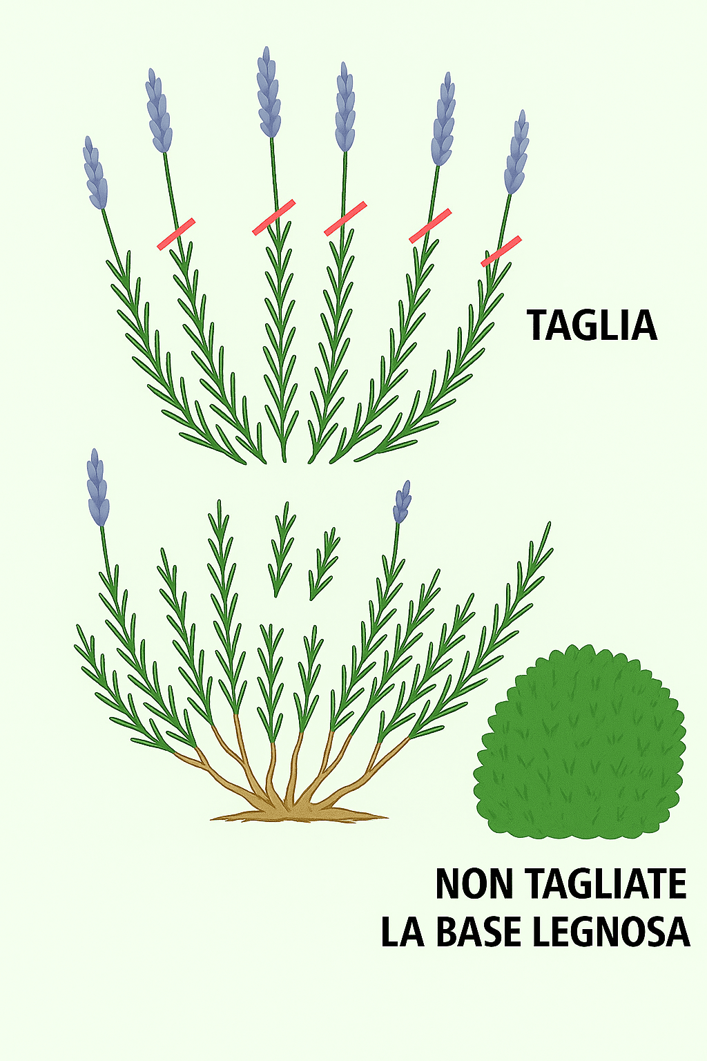 Come Coltivare la Lavanda in Vaso, Orto e Giardino 2 Schema di potatura della lavanda
