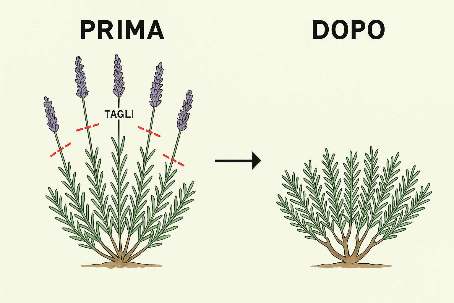 Come Coltivare la Lavanda in Vaso, Orto e Giardino 3 Schema illustrato della lavanda prima e dopo la potatura, con indicazioni dei tagli corretti sopra la parte verde e risultato finale con pianta compatta e sana.