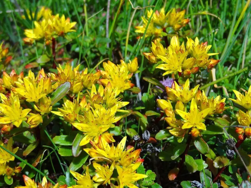 Piante Resistenti alla Siccità: Quali Scegliere e Perché 20 Sedum acre