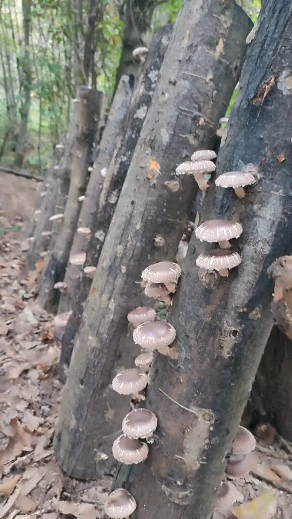 Come Coltivare Funghi in Casa in Modo Semplice e Sicuro 2 Tronchi di legno verticali in un bosco, colonizzati da funghi che crescono lungo la corteccia.