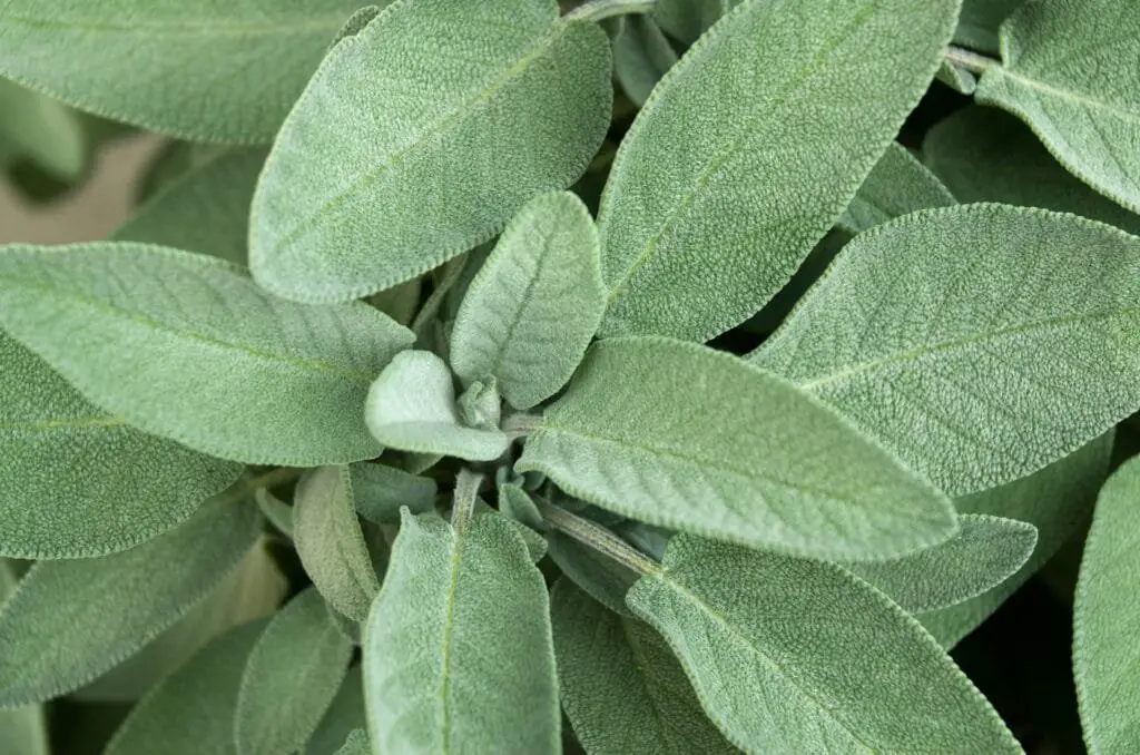 Piante Resistenti alla Siccità: Quali Scegliere e Perché 9 Pianta di salvia officinalis con foglie ovali grigio-verdi dalla superficie vellutata, in un terreno ben drenato.