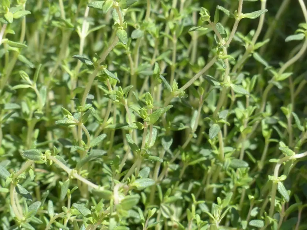 Piante Resistenti alla Siccità: Quali Scegliere e Perché 8 Cespuglio di timo compatto con foglioline minuscole e profumate, coltivato in aiuola soleggiata e terreno asciutto.