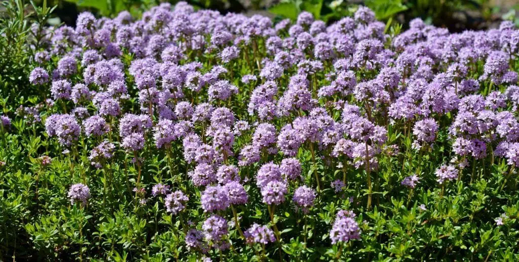 Piante Resistenti alla Siccità: Quali Scegliere e Perché 19 Timo serpillo (Thymus serpyllum)