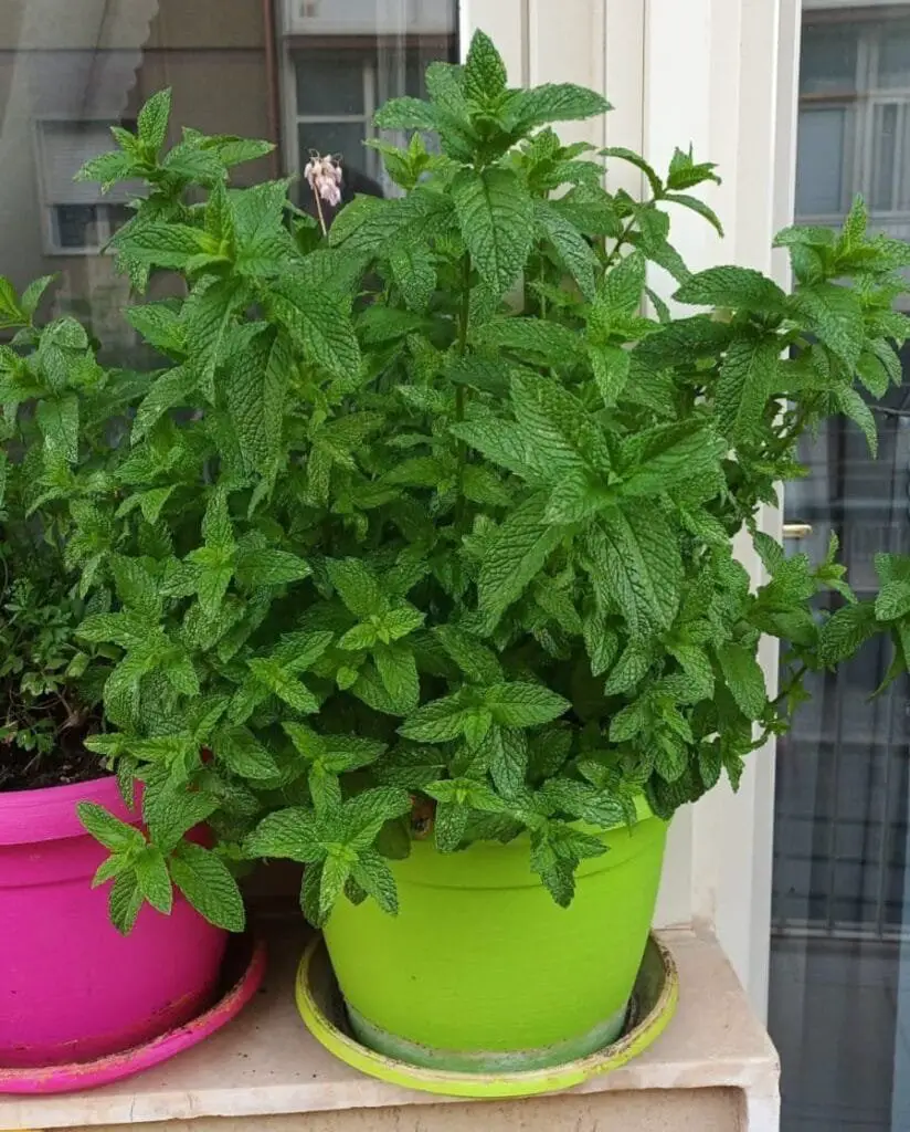 Salsa Yogurt per Borek: Ricetta, Varianti e Coltivazione 2 pianta di menta in vaso, coltivata sul balcone