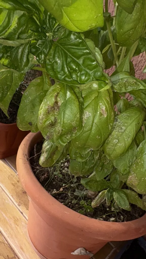 pianta di basilico in balcone, colpita da funghi