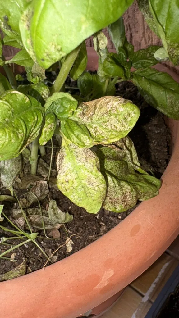 pianta di basilico in balcone, colpita da funghi