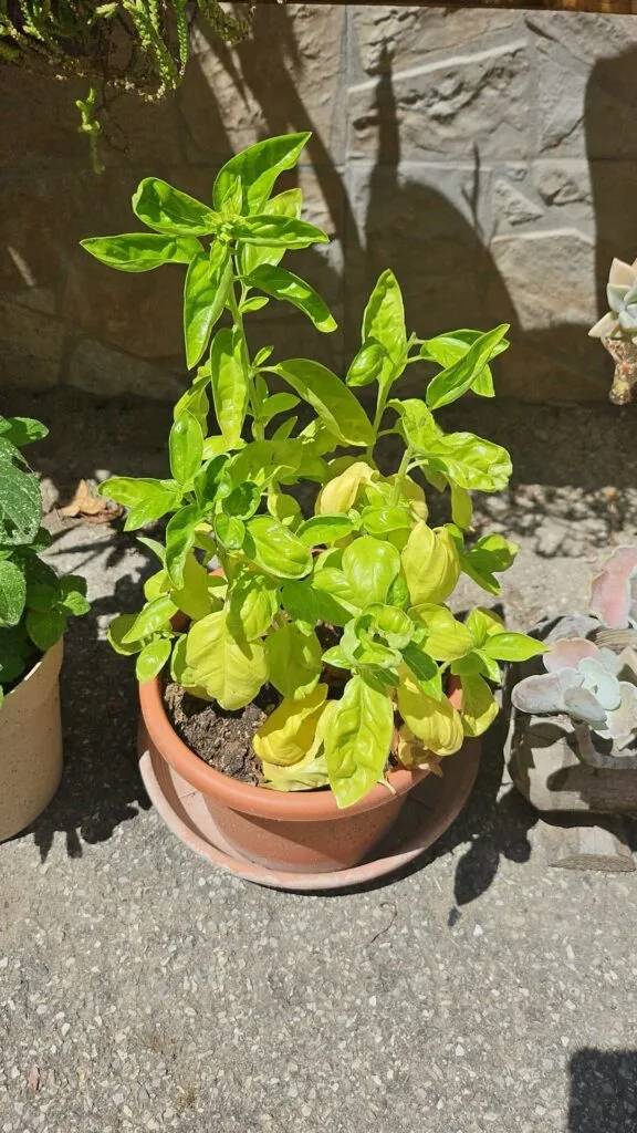 Basilico con foglie completamente gialle causate da carenza di nutrienti, pianta visibilmente debole