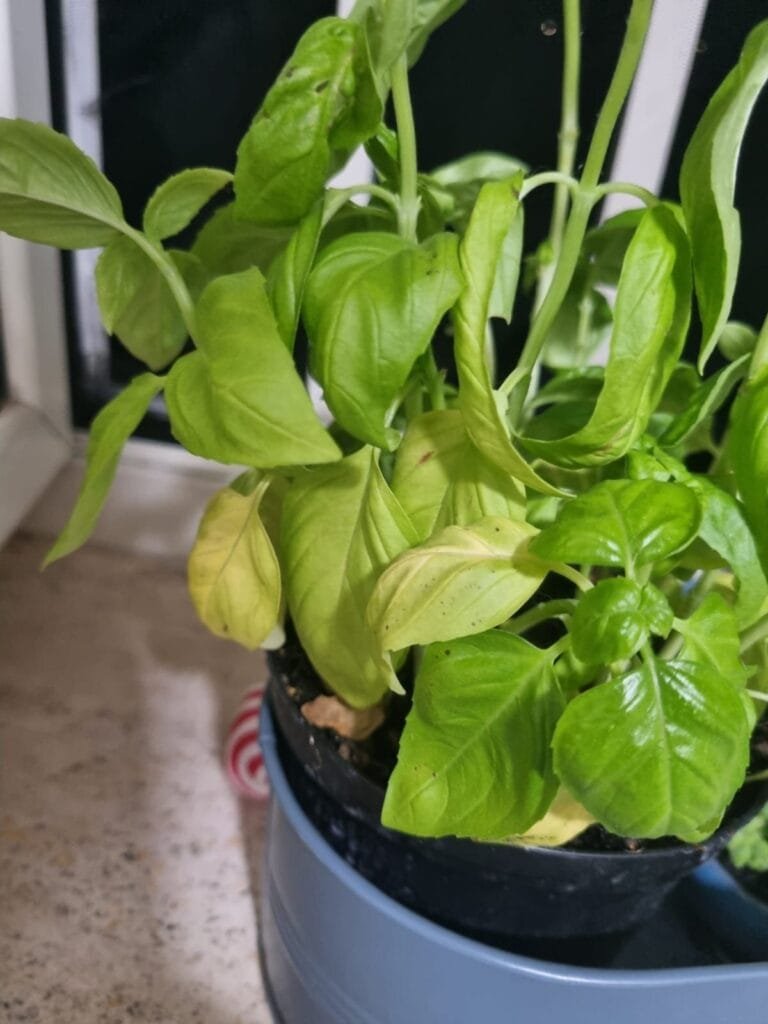 Foglie di basilico ingiallite per eccesso di acqua, segno tipico di ristagno nel terriccio